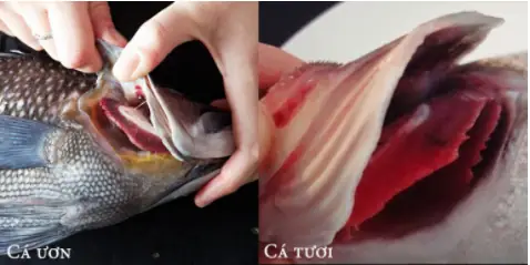 Cá Ươn Là Gì: Dấu Hiệu Nhận Biết Và Cách Tránh Mua Cá Hỏng Cá Ươn Là Gì: Dấu Hiệu Nhận Biết Và Cách Tránh Mua Cá Hỏng