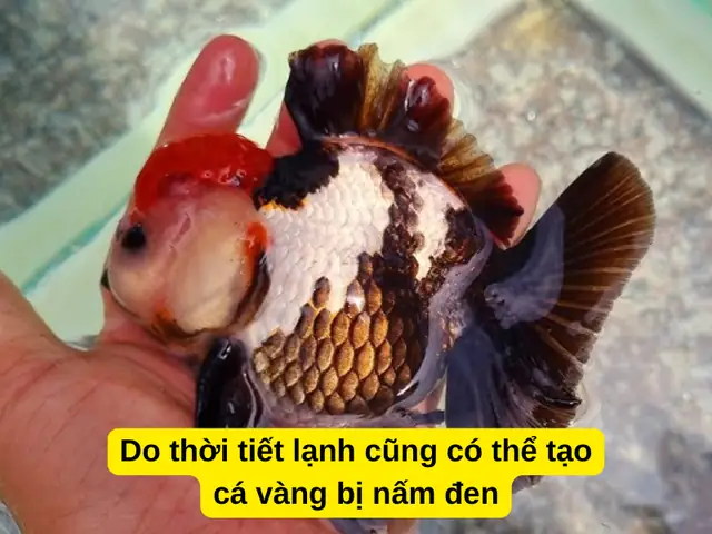 Cá Vàng Bị Đốm Đen: Nguyên Nhân, Triệu Chứng Và Cách Điều Trị Hiệu Quả