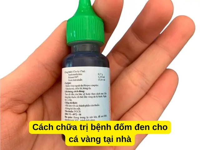 Cá Vàng Bị Đốm Đen: Nguyên Nhân, Triệu Chứng Và Cách Điều Trị Hiệu Quả