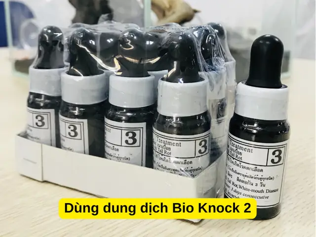 Cá Vàng Bị Nấm Trắng: Nguyên Nhân, Dấu Hiệu & Cách Chữa Trị Hiệu Quả Cá Vàng Bị Nấm Trắng: Nguyên Nhân, Dấu Hiệu & Cách Chữa Trị Hiệu Quả