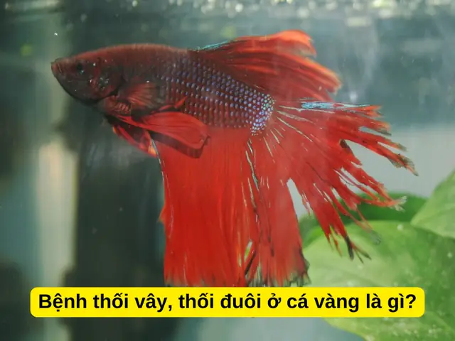 Cá vàng bị thối vây: Nguyên nhân, Dấu hiệu và Giải pháp hiệu quả