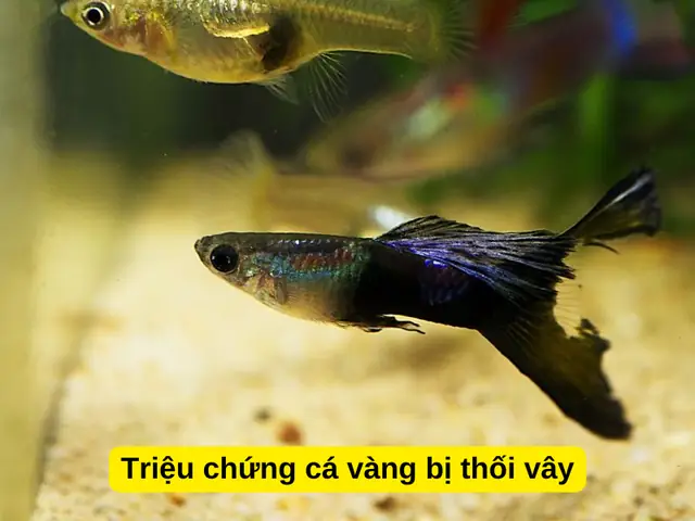 Cá vàng bị thối vây: Nguyên nhân, Dấu hiệu và Giải pháp hiệu quả
