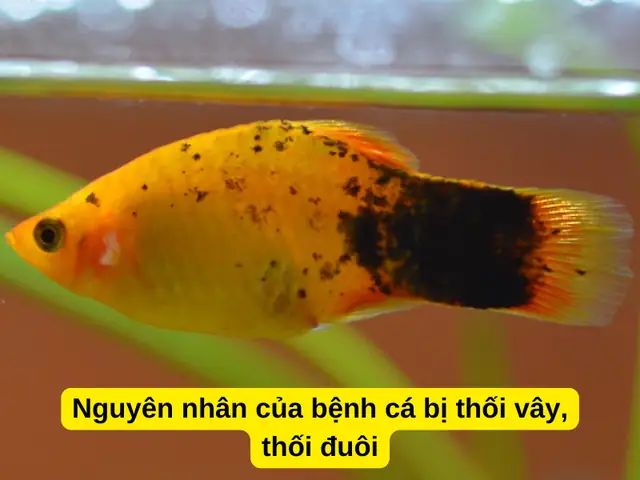 Cá vàng bị thối vây: Nguyên nhân, Dấu hiệu và Giải pháp hiệu quả