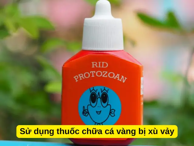 Sử dụng thuốc chữa cá vàng bị xù vảy Sử dụng thuốc chữa cá vàng bị xù vảy