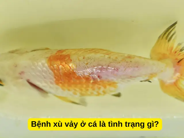 Bệnh xù vảy ở cá là tình trạng gì? Bệnh xù vảy ở cá là tình trạng gì?