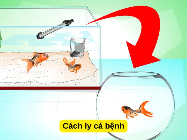 Cách ly cá bệnh Cách ly cá bệnh