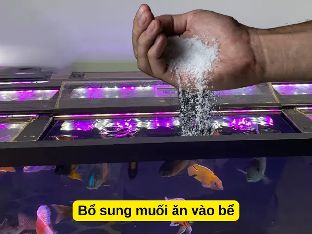 Bổ sung muối ăn vào bể Bổ sung muối ăn vào bể