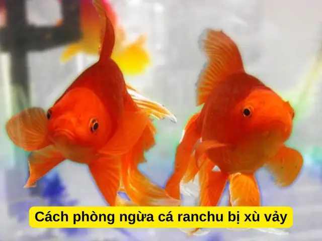 Cách phòng ngừa cá ranchu bị xù vảy Cách phòng ngừa cá ranchu bị xù vảy