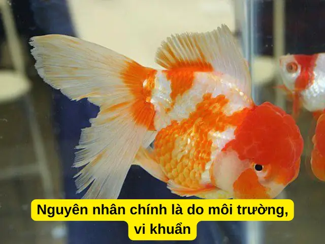 Nguyên nhân chính là do môi trường, vi khuẩn Nguyên nhân chính là do môi trường, vi khuẩn