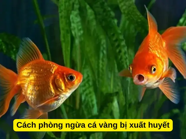 Cá Vàng Bị Xuất Huyết: Nguyên Nhân, Cách Điều Trị Và Phòng Ngừa