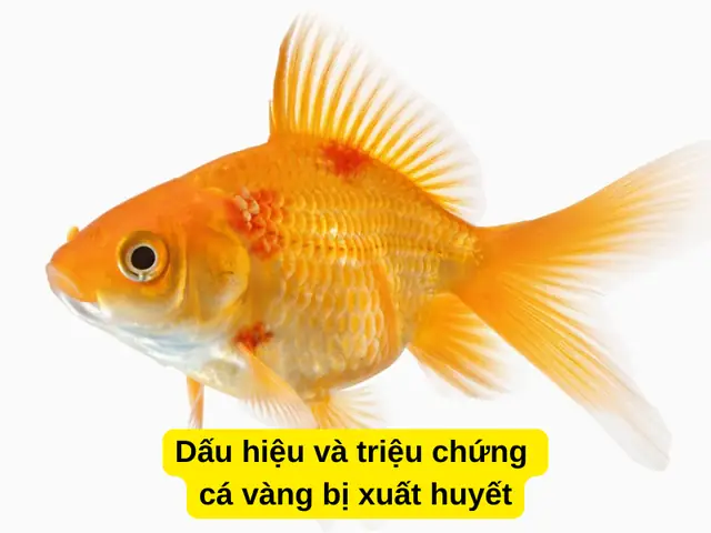 Cá Vàng Bị Xuất Huyết: Nguyên Nhân, Cách Điều Trị Và Phòng Ngừa