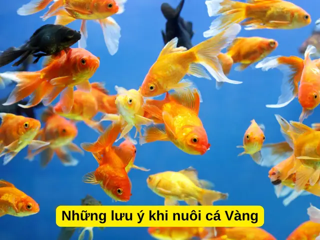 Cá Vàng Bị Xuất Huyết: Nguyên Nhân, Cách Điều Trị Và Phòng Ngừa