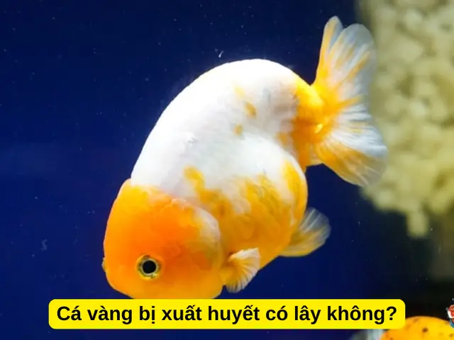 Cá Vàng Bị Xuất Huyết: Nguyên Nhân, Cách Điều Trị Và Phòng Ngừa