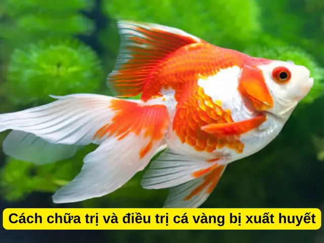 Cá Vàng Bị Xuất Huyết: Nguyên Nhân, Cách Điều Trị Và Phòng Ngừa