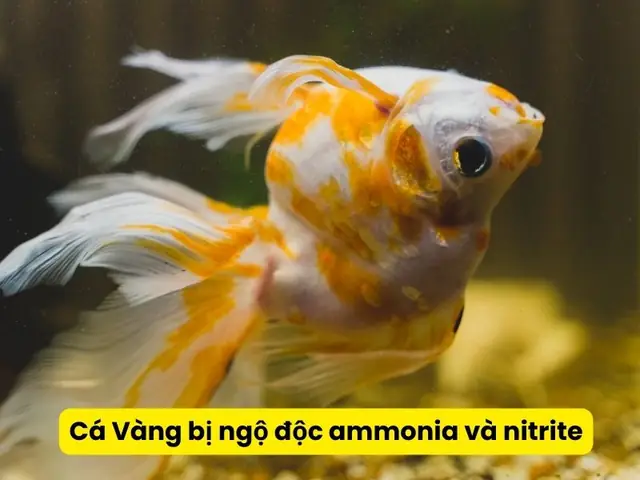 Tại Sao Cá Vàng Bỏ Ăn? Nguyên Nhân và Cách Xử Lý Hiệu Quả