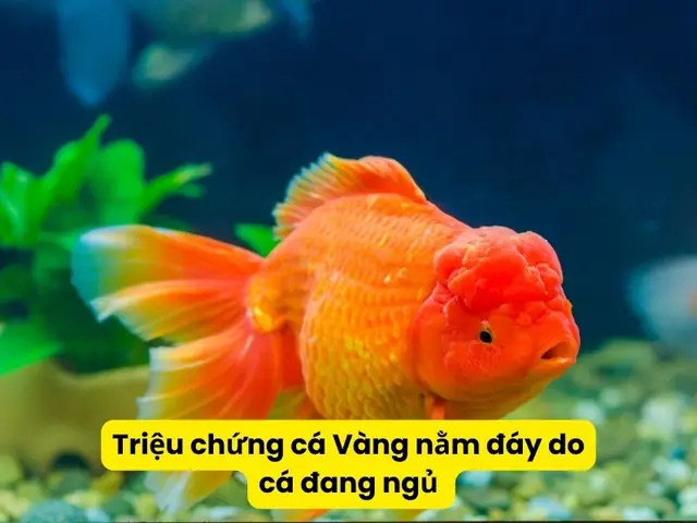 Tại Sao Cá Vàng Bỏ Ăn? Nguyên Nhân và Cách Xử Lý Hiệu Quả