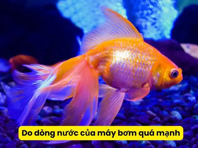 Tại Sao Cá Vàng Bỏ Ăn? Nguyên Nhân và Cách Xử Lý Hiệu Quả