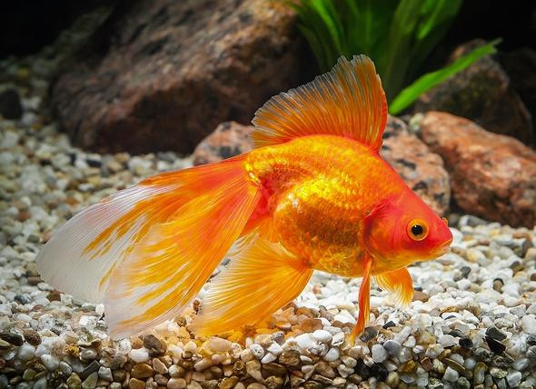 Cá vàng bơi lội trong bể cá, tượng trưng cho sự may mắn và tuổi thọ cá cảnh bền vững.