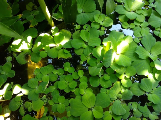 cá vàng bơi trong bể nước