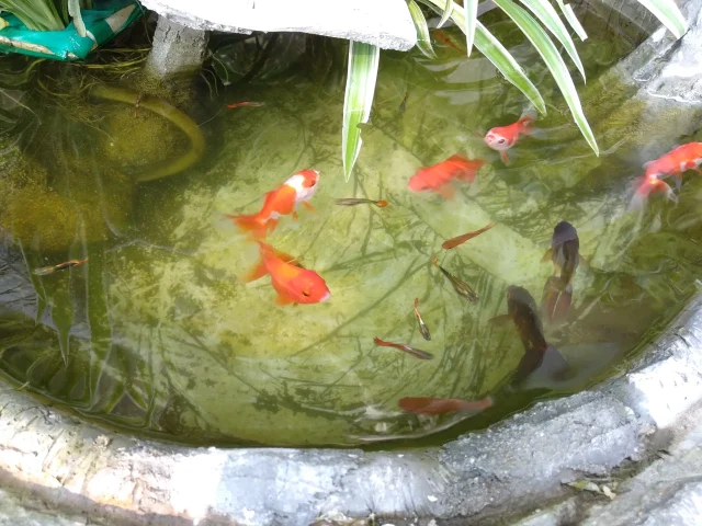 cá vàng bơi trong bể nước