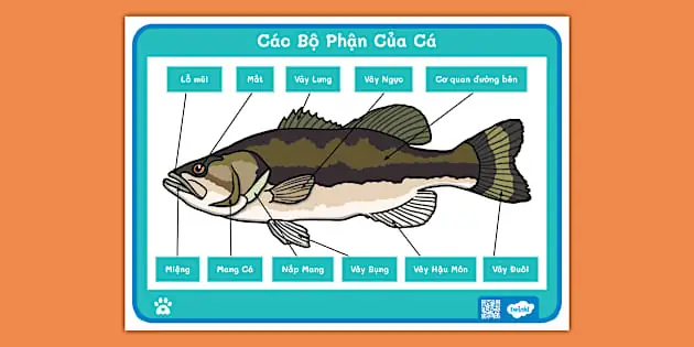 Cá Vàng Bụng Bọ: Dấu Hiệu, Nguyên Nhân Và Cách Điều Trị Hiệu Quả