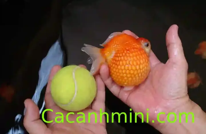 Hướng Dẫn Toàn Diện Chăm Sóc Cá Vàng Bụng To Khỏe Mạnh