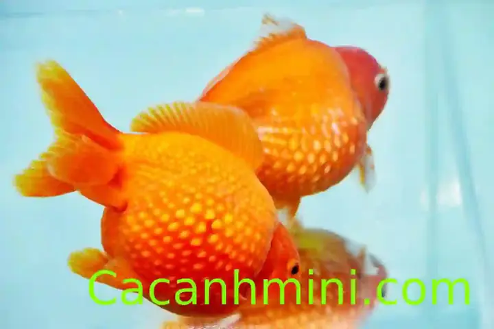 Hướng Dẫn Toàn Diện Chăm Sóc Cá Vàng Bụng To Khỏe Mạnh