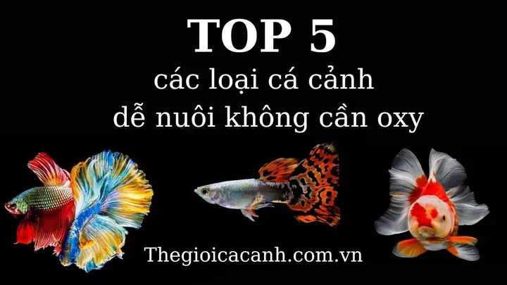 Cá vàng có cần oxy không? Chuyên gia giải đáp