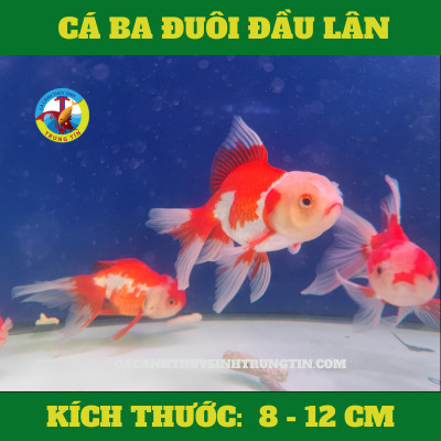 Cá vàng đầu lân bơi trong bể