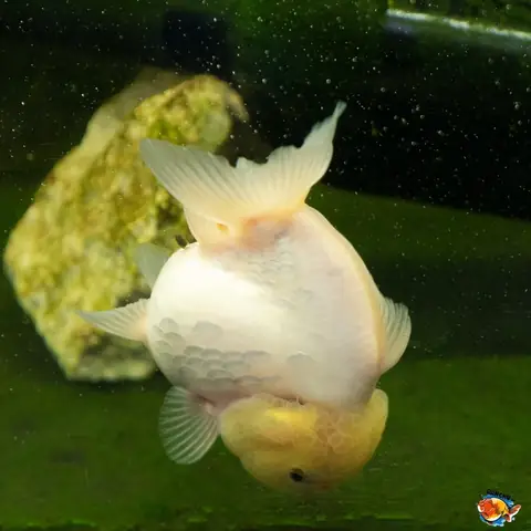 cá vàng đẻ trứng hay con