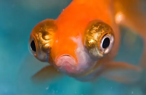 cá vàng mắt lồi