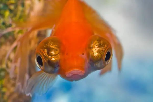 cá vàng mắt lồi