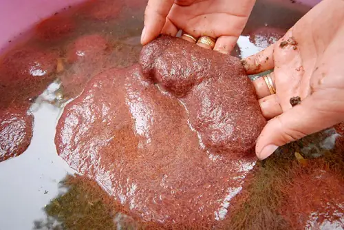 cá vàng mắt lồi