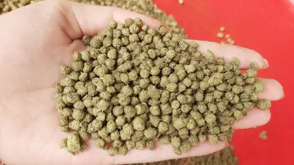 cá vàng mắt lồi