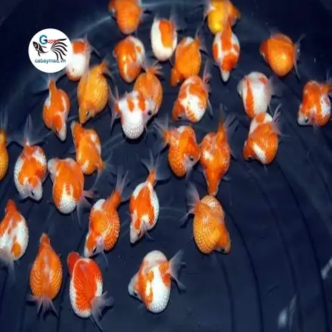 Cá Vàng Ngọc Trai: Hướng Dẫn Nuôi và Chăm Sóc Toàn Diện