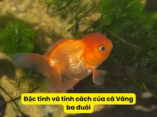 Cá Vàng Nuôi Chung Với Cá Nào Để Hồ Luôn Đẹp và Khỏe Mạnh?