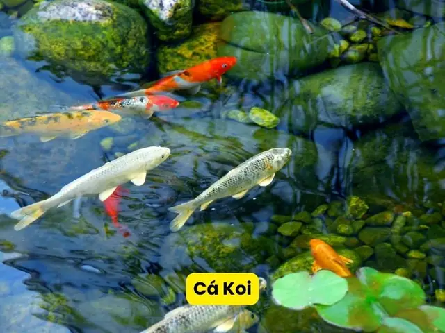 Cá Vàng Nuôi Chung Với Cá Nào Để Hồ Luôn Đẹp và Khỏe Mạnh?