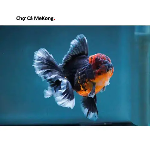 Cá Vàng Oranda Đẹp: Đặc Điểm, Chăm Sóc & Mẹo Nuôi Chuẩn Chuyên Gia