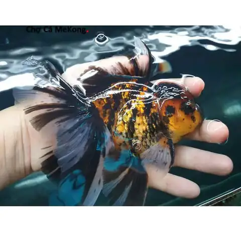 Cá Vàng Oranda Đẹp: Đặc Điểm, Chăm Sóc & Mẹo Nuôi Chuẩn Chuyên Gia