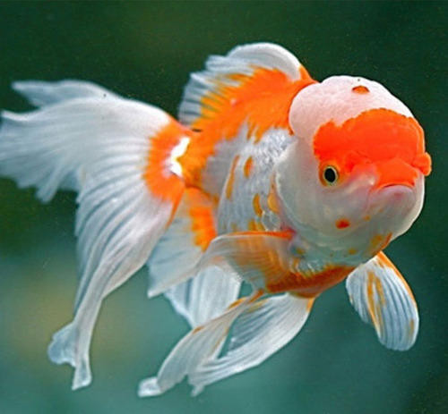 Cá vàng Oranda với bướu đầu sư tử mềm mại