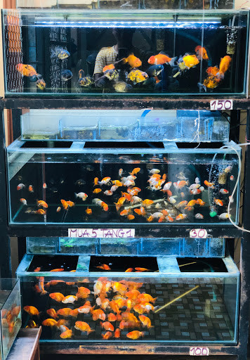 Cá Vàng Ranchu với nhiều màu sắc khác nhau tại Ranchu Mon