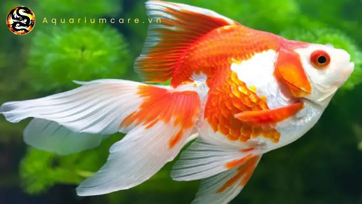 Cá Vàng Ryukin Đuôi Ngắn: Đặc Điểm, Cách Nuôi & Chăm Sóc Đúng Cách