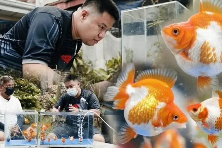 Cá vàng Ryukin giá bao nhiêu? Cập nhật bảng giá & yếu tố ảnh hưởng