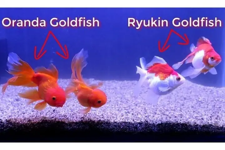 Cá vàng Ryukin giá bao nhiêu? Cập nhật bảng giá & yếu tố ảnh hưởng