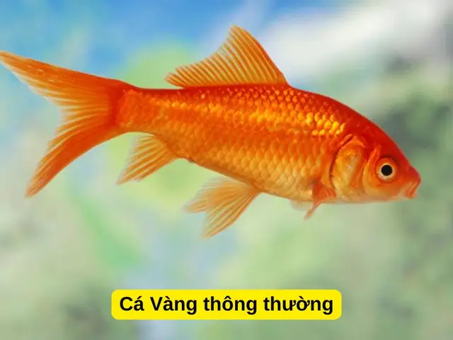 Cá Vàng Sống Bao Lâu? Tối Ưu Tuổi Thọ Với Hướng Dẫn Chuyên Gia