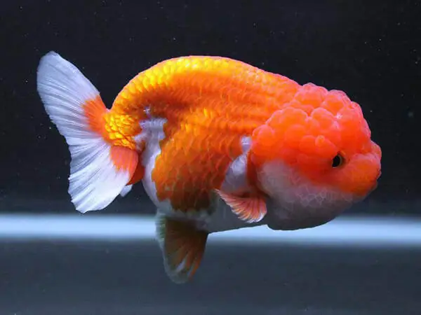cá vàng sư tử