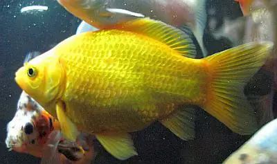 Cá Vàng Thông Thường