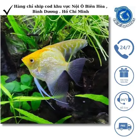 Cách Gọi **Cá Vàng Tiếng Anh** Chuẩn Xác Nhất & Thuật Ngữ Liên Quan