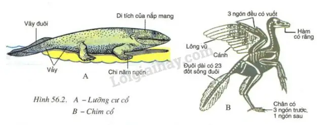 Cá Vây Chân Cổ: Tổ Tiên Chung Của Động Vật Bốn Chân?