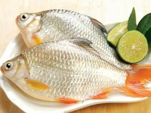 Cá Vền Nước Ngọt: Đặc Điểm, Phân Bố và Cách Nuôi Hiệu Quả